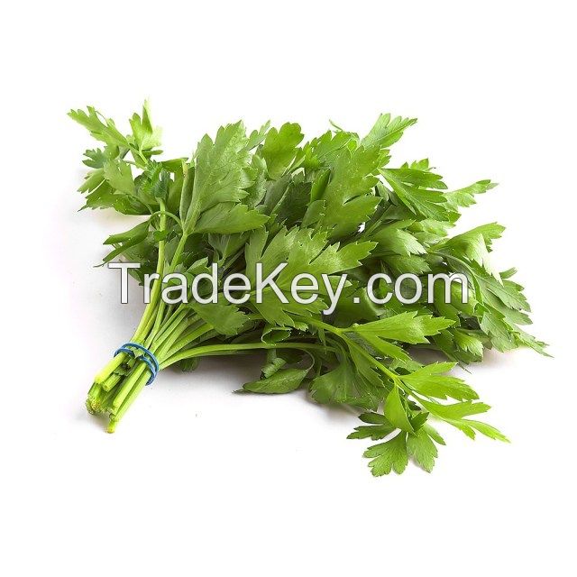 Parsley Leaves Dried Fresh Dill/ Fresh Parsley/fresh Basil 100% Natural Dried Flakes/Dehydrated Leaves