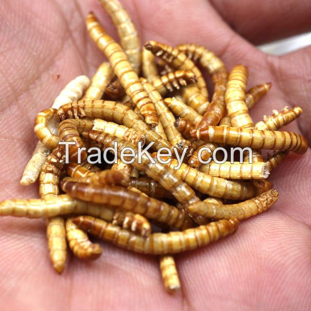 Dried mealworms High Protein Dried Mealworms pet food fish food ANIMAL FEED bulk mealworm Dried black soldier fly mealworms