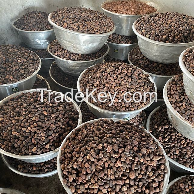 Shea Nuts High Quality Palm Kernel Shell, Garcinia Kola TOP QUALITY Best Grade West African Countries Quality Dry Raw