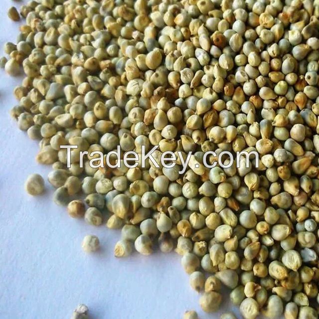 Green Millet Bajra/ Millet Bajra Seeds Dried Millet ,Hulled Red Millet,Yellow White Mille Yellow Broom Corn Millet