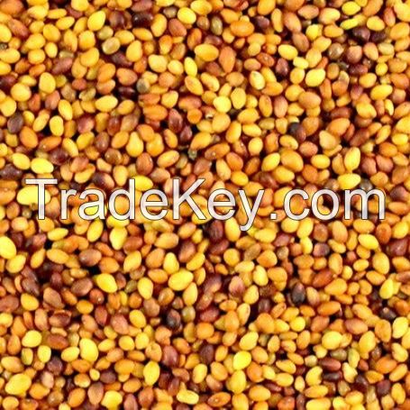 EGYPTIAN BERSEEM CLOVER SEEDS  for Sale 