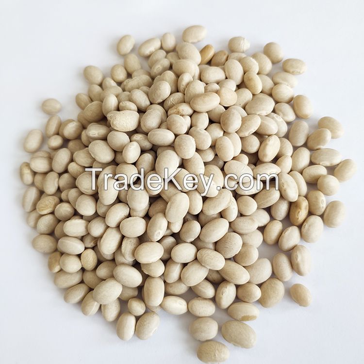 Wholesale Chinese Low Price White Navy Kidney Beans