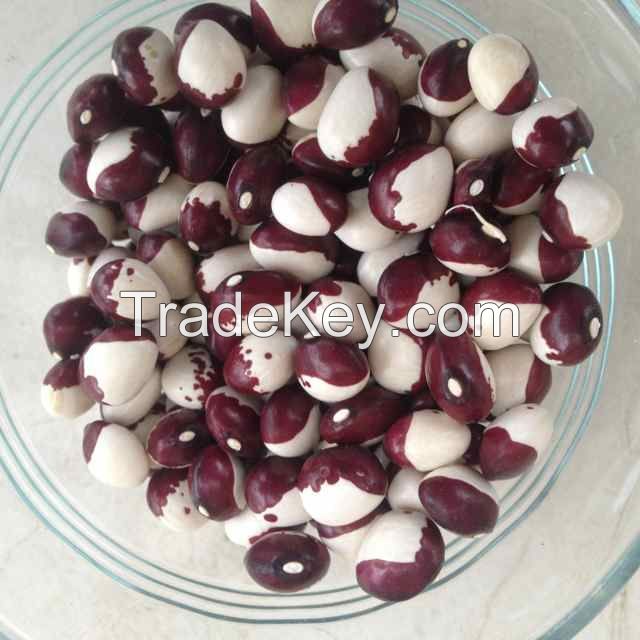 Kidney Beans Beans sugar pinto beans for sale Black White Red Cranberry Jugo