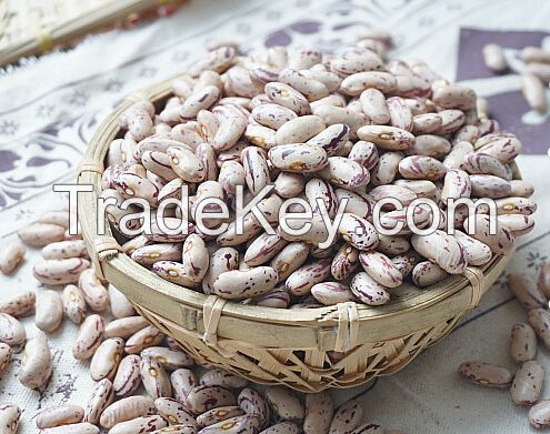 Kidney Beans Beans sugar pinto beans for sale Black White Red Cranberry Jugo