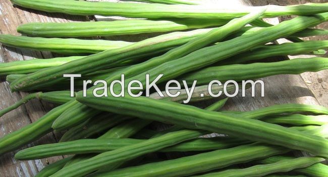 FRESH GREEN DRUMSTICK VEGETABLE