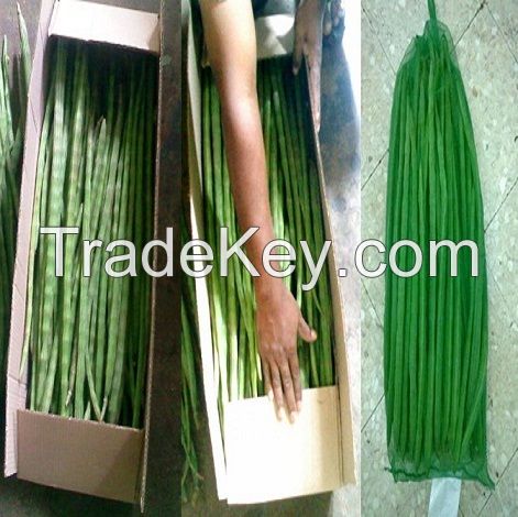 FRESH GREEN DRUMSTICK VEGETABLE