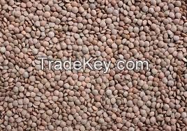 green and brown lentils