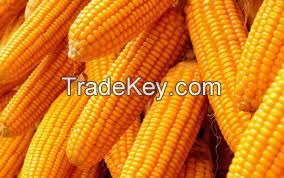 white corn