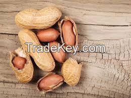 cashew nuts