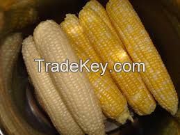 white corn