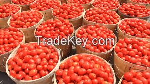 FRESH TOMATOS