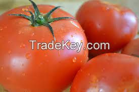 FRESH TOMATOS