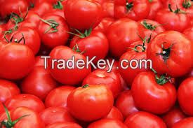 FRESH TOMATOS