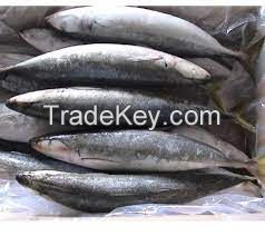 frozen mackerel fish