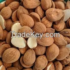 apricot kernels