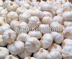 fresh garlic