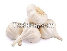 fresh garlic