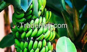 cavendish banana