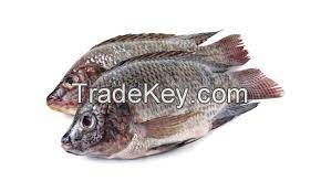 FRESH TILAPIA FISH