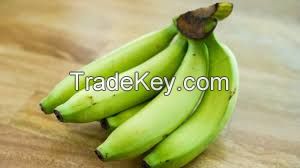 cavendish banana