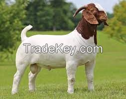 Live  Boer Goats / Saanen Goats / Anglo-Nubian Goats