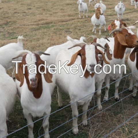 Live  Boer Goats / Saanen Goats / Anglo-Nubian Goats