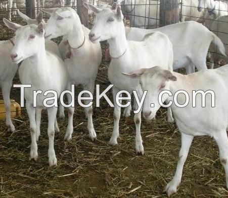 Live  Boer Goats / Saanen Goats / Anglo-Nubian Goats