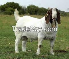 Live  Boer Goats / Saanen Goats / Anglo-Nubian Goats