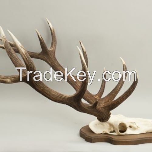 Naturally shed Whole Red Deer Antlers