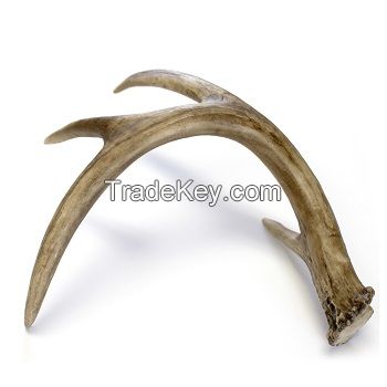 Naturally shed Whole Red Deer Antlers