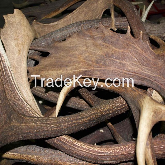 Whole Red Deer Antlers