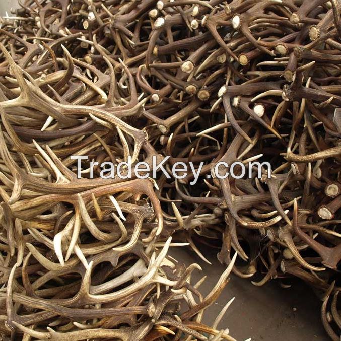 Deer Antler in bulk Elk Antlers for sale/Naturally shed Whole Red Deer Antlers