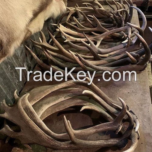 Deer Antler for sell, Elk Antlers for sale