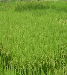 Hybrid Rice