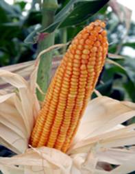 Maize | Maize Exporter | Corn Grain Seller | Maize Buyer | Bulk Maize Grain Importer | Corn bean Buyer | Corn bean Wholesaler | Corn Grain Manufacturer | Best Quality Corn Grain | Cheap Maize Supplier | Low Price Corn | Yellow Corn | White Cron | Baby Mai