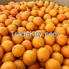 Fresh Oranges