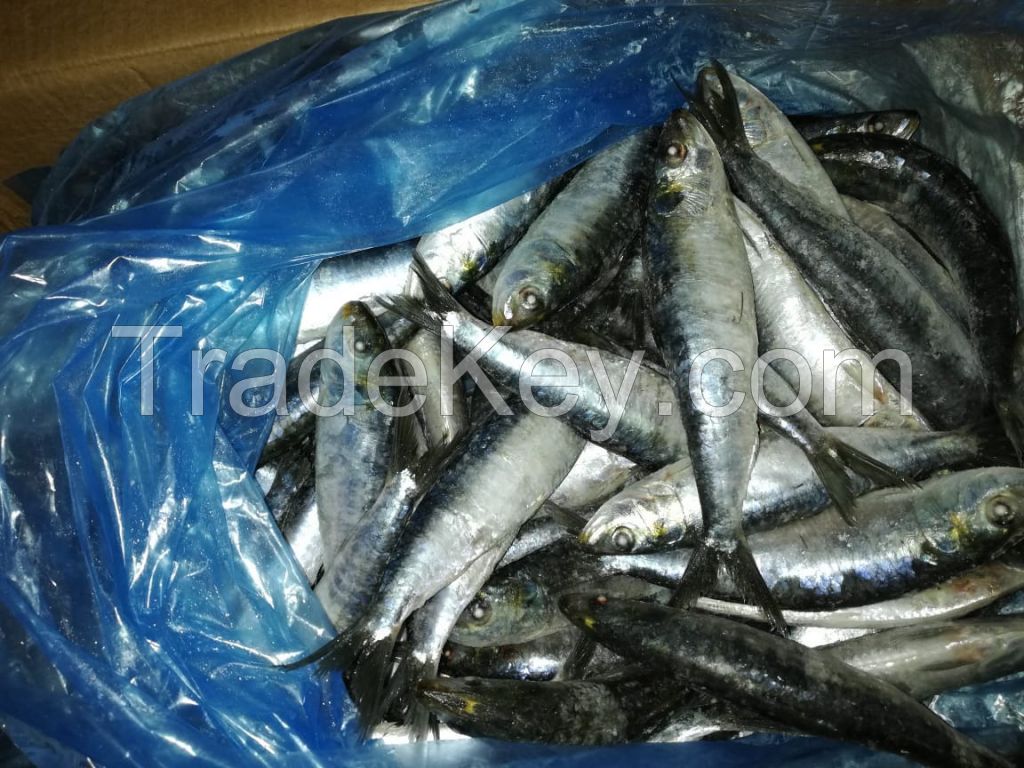 Sardine Fish