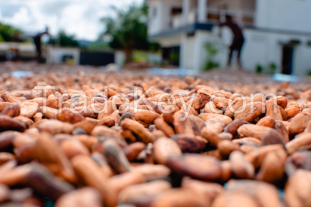 cocoa beans of madagascar 