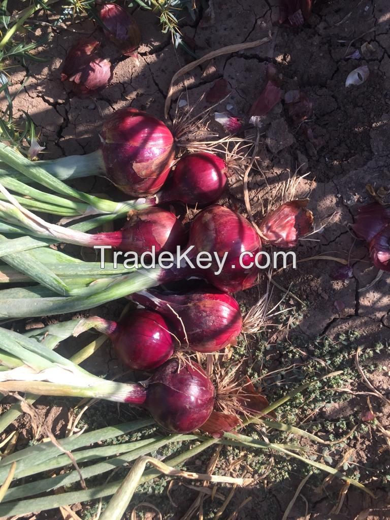 Red / Yellow Onions