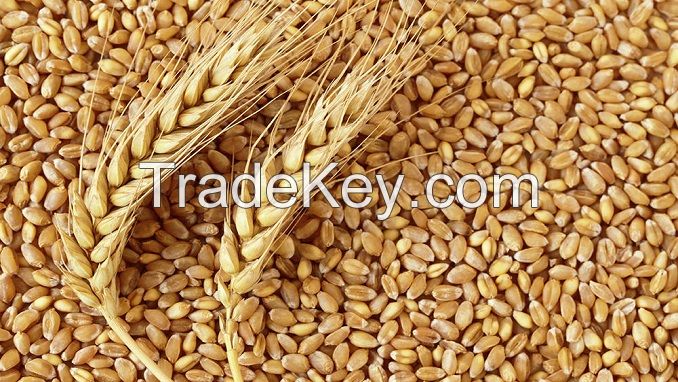 Wheat