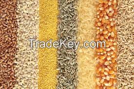 Corn , Barley , Wheat , Sorghum , e.t.c