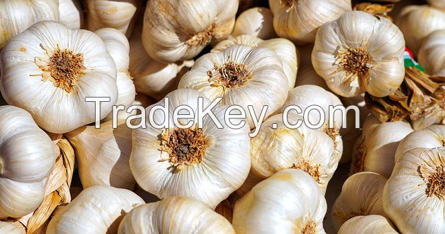 Garlic