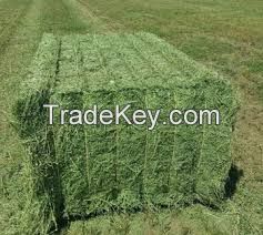 Alfafa Hay for Animal Feeding Stuff Alfalfa, hay/alfalfa hay pellets