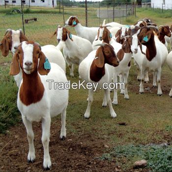 South Africa Live Pure Breed Boer Goat / 100% Full Blood Live Boer Goats / Live Goats.