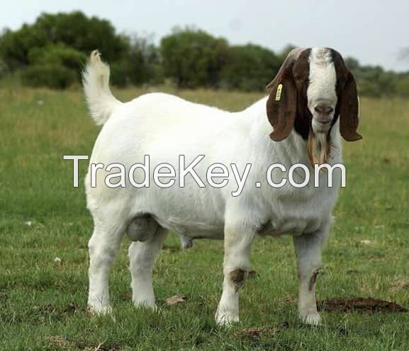 Purebred Boer Goats For Sale