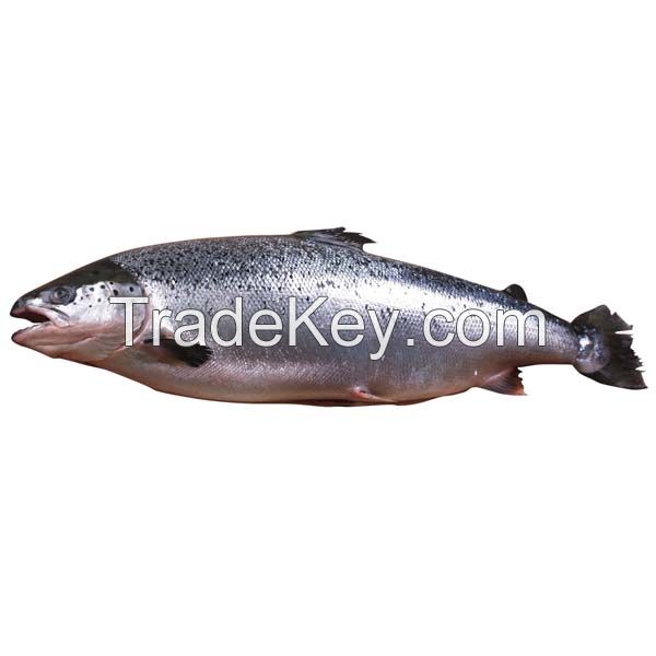 Seafood Export Frozen  Salmon Steak