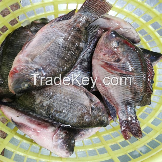 Fresh and Frozen whole tilapia for sale