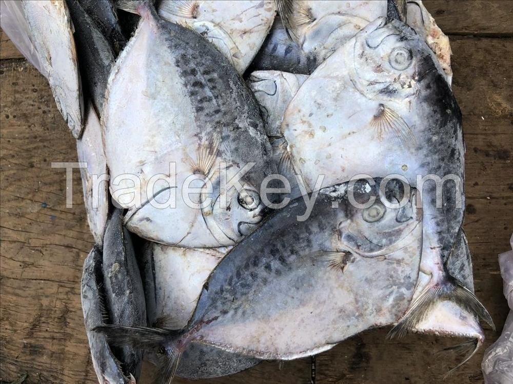 Sea frozen moon fish 