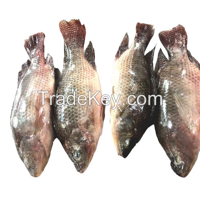 Fresh and Frozen whole tilapia for sale