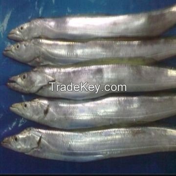 WHOLE Ribbon Fish